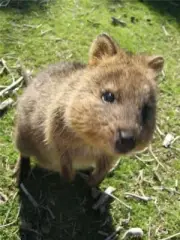 AUSTRALIAN QUOKKA GLOSSY POSTER PICTURE PHOTO PRINT BANNER scrub wallaby 8208