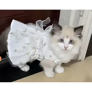 Baju princess kucing 貓衣服狗衣服寵物襯衫