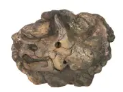 Dinosaur fossil replica Triceratops skull