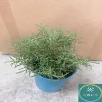 在飛比找momo購物網優惠-【花森好市】直立迷迭香(香草植物 盆栽 神聖之草 香氣)