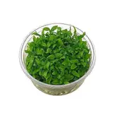 TC - Staurogyne Tissue Culture Plant Live Aquatic Plant