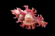 Sea shell - Chicoreus nobilis- 51mm