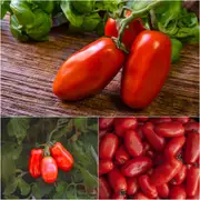 Tomato - San Marzano seeds