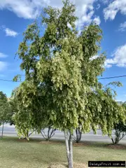 Buy Weeping Lilly Pilly Plants/Shrub - Waterhousea floribunda