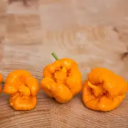 Chilli - Trinidad 7 Pod Brain Strain Orange seeds