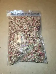Staghorn Sumac Magick Medicinal
