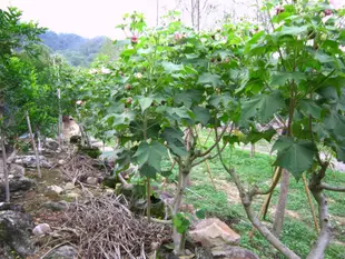 阿木園藝 奇型庭園樹 山芙蓉 千面美人 拒霜花 醉芙蓉 千面女娘 木芙蓉  重瓣 種植於美植袋適合夏天移植