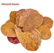 100% Fresh Natural Sun Dried Almond leaves Organic Dry almond leaves