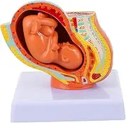 CHROX PVC Anatomical Fetus Model H1pc Full Time Fetus Uterus Embryo, Educational PVC Model for Medical Students Midwives, 12X11x11cm