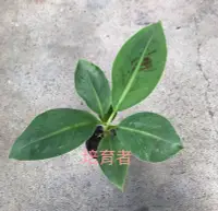 在飛比找Yahoo!奇摩拍賣優惠-培育者～香蕉苗。北蕉苗。北蕉。台灣市場主流香蕉品種。香甜