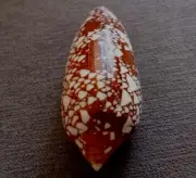 Conus aulicus 82 mm F+++/GEM nice DARK pattern FAT body shaped collection WOW!!