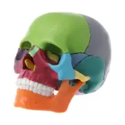 15pcs/set 4D Disassembled Color Skull Anatomical Model Detachable Teachi