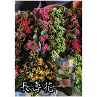 在飛比找蝦皮購物優惠-長壽花【新中港花卉】開花 室內 半日照 多花 多肉 常綠 多