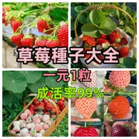 在飛比找蝦皮購物優惠-【草莓種子大全】四季草莓籽 士多啤梨 草莓盆栽 陽台盆栽 天