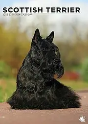 Scottish Terrier Calendar 2026 – Celebrate the Majestic Scottish Terrier All Year Round