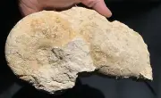 Fossil TX Nautiloid Pair-Paracymatoceras Sp. Cretaceous Age Grayson Marl Fm!