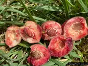Buy Peach White Opal Fruit Trees (Prunus persica)