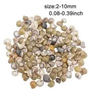 200 pcs Tiny Swirl Conch Snail Shells For Crafts DIY Art Decoration 2 - 10 mm