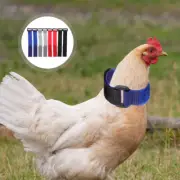 8 Pcs Collar Anti-rooster Crowing Poultry Collars Anti-crowing