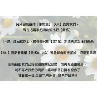 心栽花坊-黃金山竹阿恰恰/4吋/水果苗/售價3000特價2400