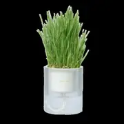 Michu All In One Soil Free Cat Grass Grow Kit