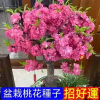 在飛比找蝦皮購物優惠-💥💥【盆栽桃花種子】桃花種子 桃花籽 桌面桃花 觀賞桃花 招