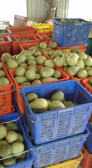 『謝氏正宗』麻豆老欉大白柚－門市販售中１斤４０元～