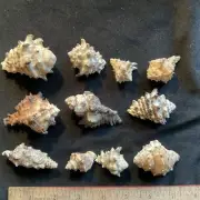 Fancy Sea Shells Lot