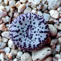 在飛比找蝦皮購物優惠-台灣現貨 肉錐種子 進口 多肉 番杏科 Conophytum