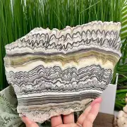 Large Zebra Calcite Slice Healing Crystal Specimen Slab 864g