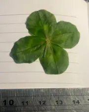 Four leaf clover lucky Charm 87-1