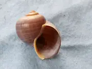 Authentic Florida Apple Snail Shell: Pomacea paludosa