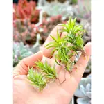 夏天ㄉ店【空氣鳳梨】日本第一TILLANDSIA NEGLECTA 空氣鳳梨 空鳳 小精靈