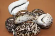 (48) Large Polished Shells Vase Fillers Beach Decor, Egg Shape Shells, #61