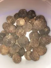 100+ pieces Whole Black Walnuts in Shell