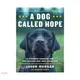 A Dog Called Hope ― A Wounded Warrior and the Service Dog Who Saved Him/Jason Morgan【三民網路書店】