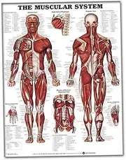 Muscular System Wall Chart, 50x70cm Human Muscle Anatomy Poster, Lifelike Muscular System Anatomical Chart