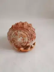 Natural Big Sea Shells Snail Wanbao Conch Helmet shell