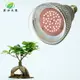 君沛 植物燈 15瓦 加強型全光譜 燈泡 E27植物燈泡 多肉植物燈 觀葉植物燈 塊根植物燈 (9.5折)