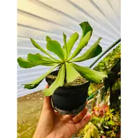 在飛比找蝦皮購物優惠-【高木の森】單刺麒麟Euphorbia venenifica