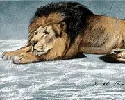 Lions Collection PD (19) - Etude de Lion by John Macallan Swan - Van-Go Paint-by-Number Kit 60x75cm DIY Frame