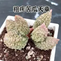 在飛比找蝦皮購物優惠-↠有植感↞ ▮粗疣苦瓜天章▮ 苦瓜天章 大疣苦瓜天章 苦瓜多