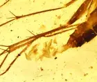 Super Detail! Fungus Gnat laying eggs, Fossil inclusion in Burmese Amber