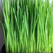 Organic CAT Grass 1000+ Seeds (Dactylis glomerata)