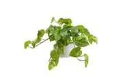 Glamorous Fusion Pothos Artificial Fake Plant Flower Decorative 30cm In Pot