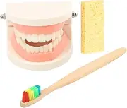HOMOCONO 1 Set Tooth Brushing Set Teaching Teeth Model Kit Teeth Study Supplies Oral Education Tooth Models Model with Toothbrush Standard Teeth Model Kit Random Color