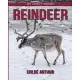 Reindeer: My Lovely Animal