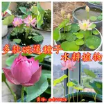 🌺【多款碗蓮種子】荷花 蓮花種子 四季播種 水生植物 花盆水耕植物 水培 桌面轉運盆栽 睡蓮種子最多品種荷花