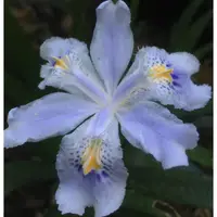 在飛比找蝦皮購物優惠-樲石園 — 台灣鳶尾  Iris formosana 、日本