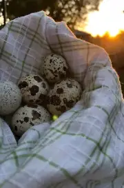 WAITLIST ONLY - not - laying - WINTER IS COMING! Friendly Flocker Farm QldQuail